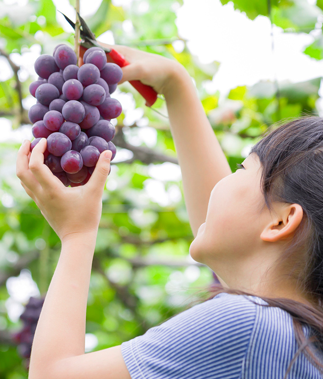 農を楽しむイメージ